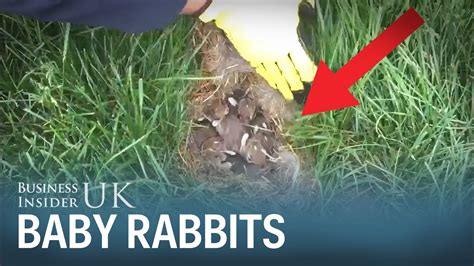 This Video Of Baby Rabbits Will Make You Think Twice Before Mowing Your