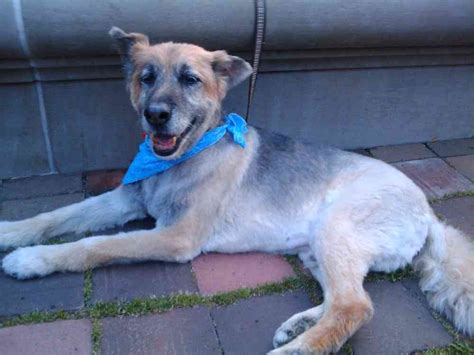 No, you should not shave a german shepherd unless it is for a health or medical reason, such as shaving a hot spot to treat it. Is It OK To Shave A Dog? Does It Grow Back? | Walkerville Vet