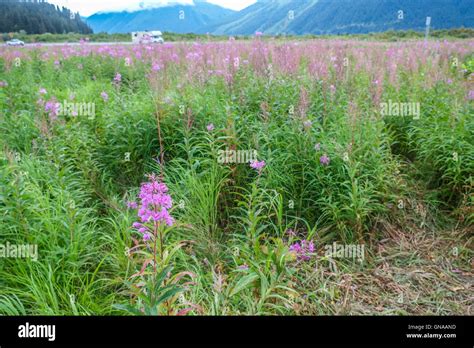 Wild Blooming Pink Flowers By The Side Of A Alaska Highway Stock Photo