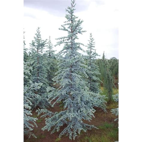 Online Orchards 1 Gal Blue Atlas Cedar Tree With Sparkling Silver Blue