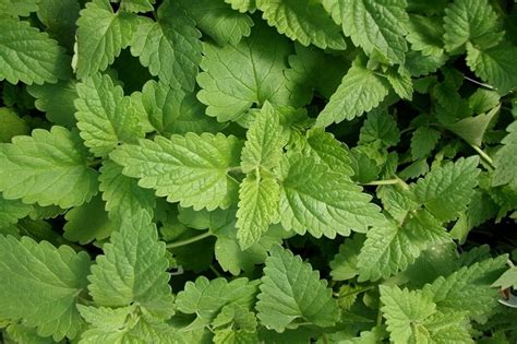 Cats can be a bit of a menace and can make a mess in your garden. 10 Plants To Grow In Brisbane That Repel Mosquitoes ...