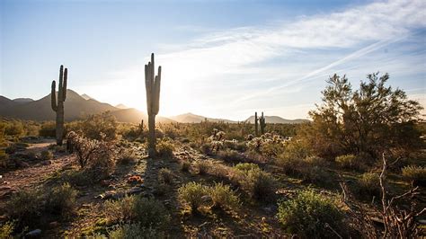 Hd Wallpaper Cactus Sonoran Desert Arizona Sky Shrubland