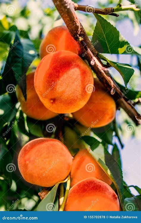 Peach Harvest Ripe Peaches Growing On A Tree Close Up Stock Photo