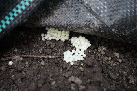 Verlassene vogelbabies sind im frühling oft zu beobachten. Schneckenschutz im Frühjahr: Einer Schneckenplagen ...