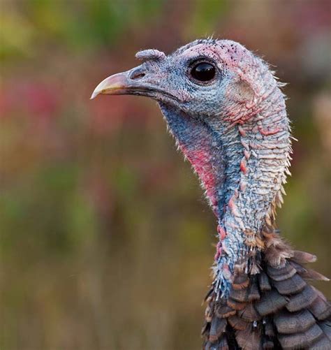 The city straddles the bosphorus strait, and lies in both europe and asia, with a population of over 15 million residents, comprising 19% of the population of turkey. Wild Turkey - Meleagris gallopavo - NatureWorks