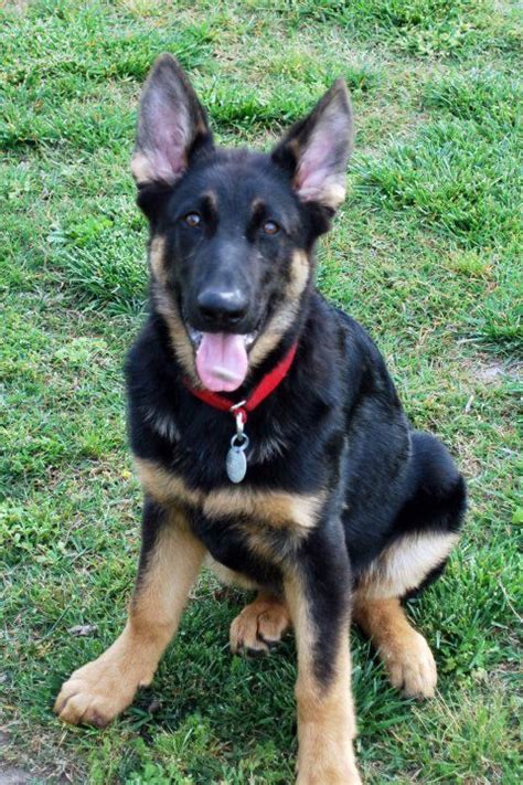 Maybe you would like to learn more about one of these? 6 months | Black german shepherd dog, Puppy time, German ...