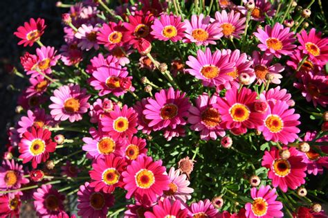 Use these flowers that attract hummingbirds to create an amazing hummingbird habitat in your backyard. Plants - Frequently asked plant related questions.