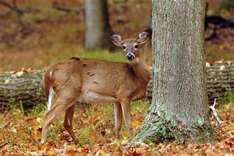 Applications Available For 2019 Antlerless Deer Season Limited Permit Areas