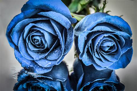 Blue Flowers Rose Plants Flowers Water Drops Wallpapers Hd
