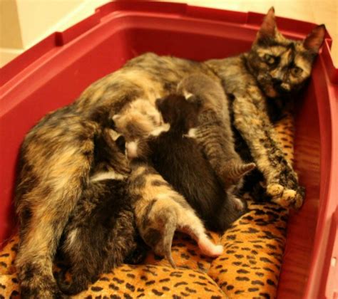fundraiser by katie lindquist mama and five kittens