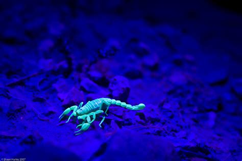 Scorpions pure instinct you and i. Scorpion | This is how scorpions glow when under a UV ...