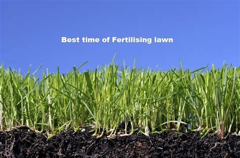 Best 8 Tips When To Fertilize The Lawn Fertilising Lawn