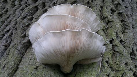 Oyster Mushroom Edibility Identification Distribution Galloway