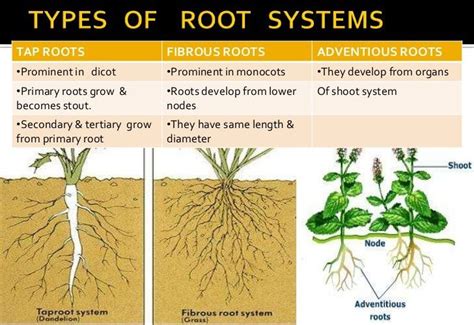 Different Types Of Root Systems
