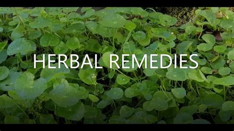 Herbal Remedies Alternative Medicine At Home Youtube