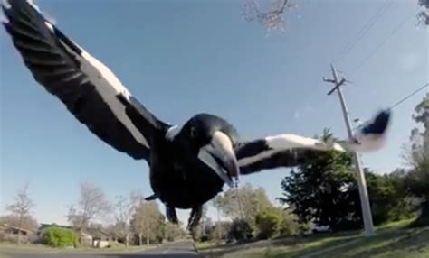 Baby killed in magpie attack in australia. Magpie attack helmet cover