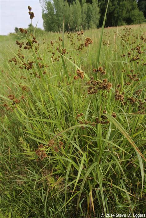 Scirpus Atrovirens Dark Green Bulrush Minnesota Wildflowers