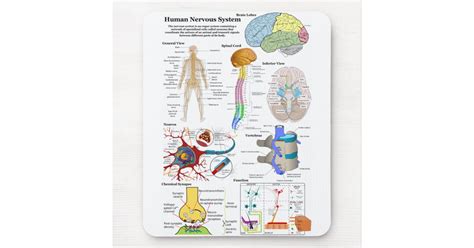 The central nervous system, which includes the brain and spinal cord, and the peripheral nervous system (all the other. Human Brain and Central Nervous System Diagram Mouse Pad ...