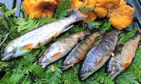 The Bounties of Nature: Foraging for Wild Edibles - Harvesting Nature