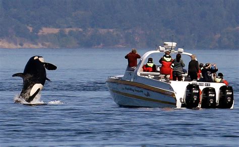 Killer Whales Attack Boats Off European Coast Scientists Say