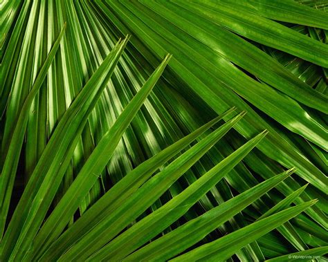 Find the perfect palm sunday stock photos and editorial news pictures from getty images. Look at these Palms | Deacon Allen Tatara Catholic Speaker