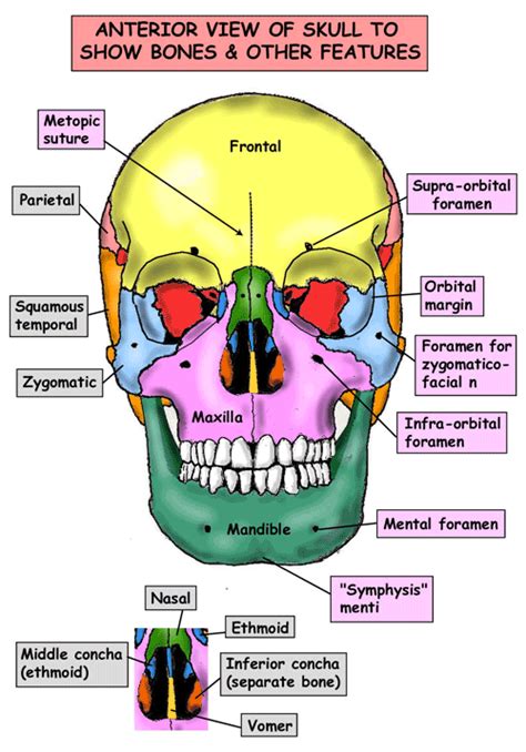 Bones in your face around the eye(s) area calledthe human face has 14 bones. Instant Anatomy - Head and Neck - Areas/Organs - Skull ...