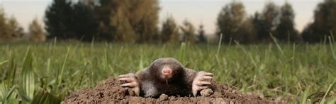 Pest control companies routinely do mole removal, and there are even companies devoted solely to controlling animals like moles and gophers. How To Get Rid of Moles | Updated for 2020