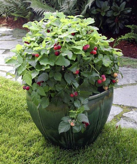 Grow Raspberries In Containers Plants Container Gardening Lawn And