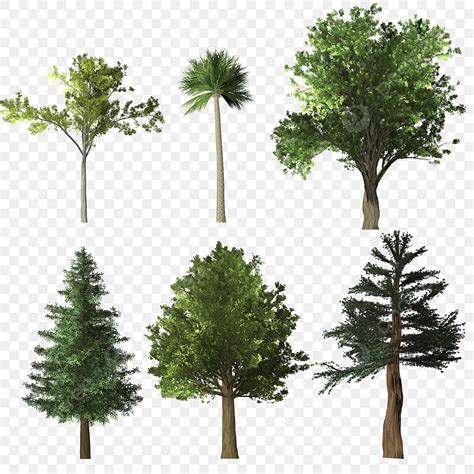 Collection Of Trees Hd Transparent Trees Png Collection Tree Trees