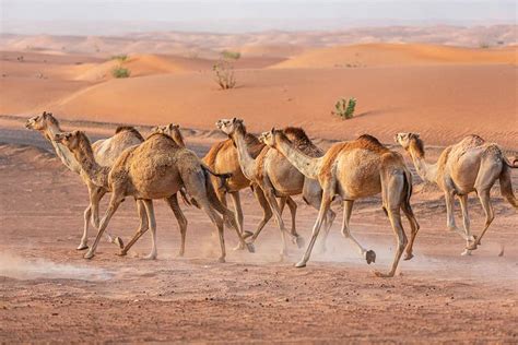 Are Camels Faster Than Horses A Z Animals