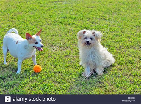 Australian Silky Terrier Stock Photos & Australian Silky Terrier Stock Images - Alamy
