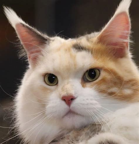 Diarrhea in maine coon cats: The Complete Calico Maine Coon Guide - petsKB