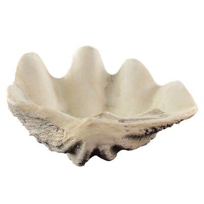 We did not find results for: Highland Dunes Grube Cast Replica Hippopus Clam Shell ...
