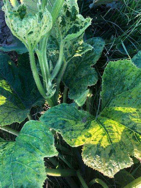 What To Do If You Suspect A Virus In Your Squash Or Melons During Harvest