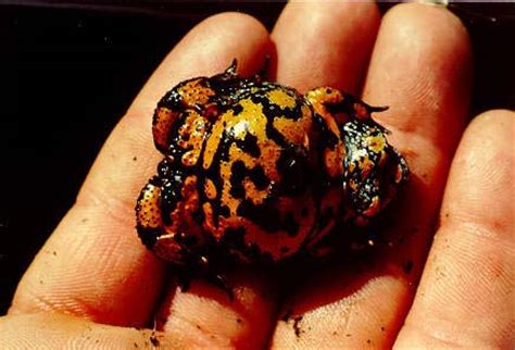 Hoggormen er fredet i norge. Svenska herptiler | Stockholms Herpetologiska Förening