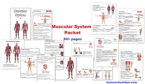 Muscular System Unit - Worksheets and Activities - Homeschool Den