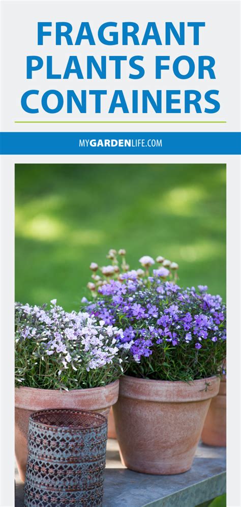 The tulip is one of the most cultivated flowers in the world as it is distributed from southern europe to africa to asia. Grow fragrant plants in pots all-year round! We've got ...