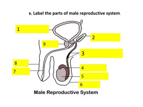 Male Reproductive Diagram Quiz
