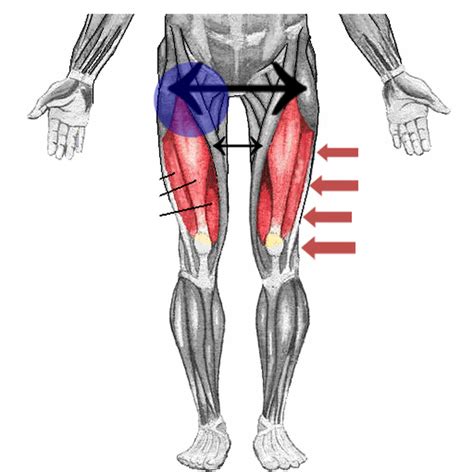 Maybe you would like to learn more about one of these? Injuries and Pain in the Hip Flexor Muscle Group