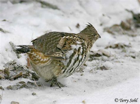 Ruffed Grouse Photos Photographs Pictures
