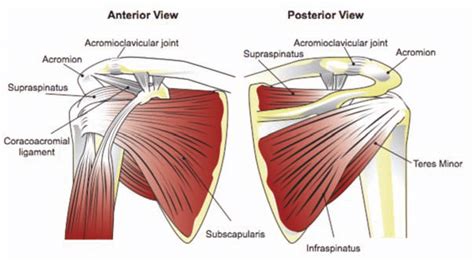 The prerequisite for any treatment in the shoulder region of a patient with pain is a precise and comprehensive picture of the signs and symptoms as they occur during the assessment. Anatomy of the RTC tendons - right shoulder. | Download ...