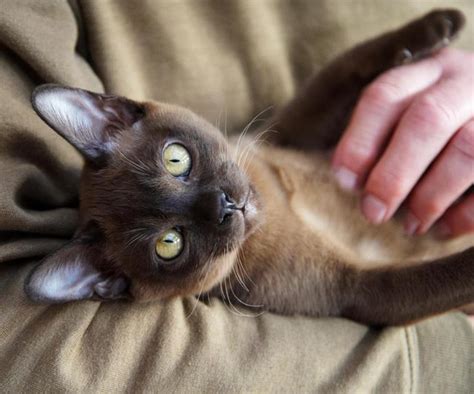 Burmese Cats What To Know About This Affectionate Cat Breed