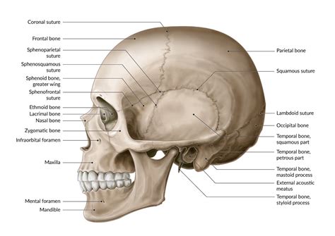 How Many Bones In The Face And Head Facial Bones Images Stock Photos