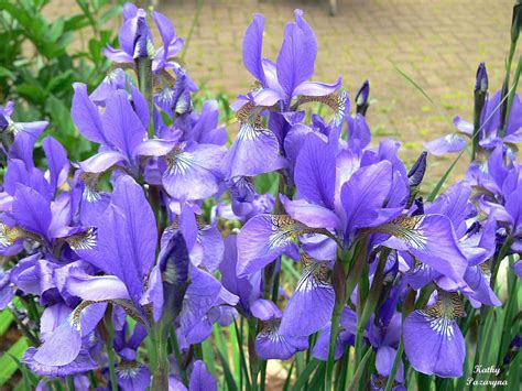 Blue Iris Flowers Field 1 Comment Hi Res 1080p Hd