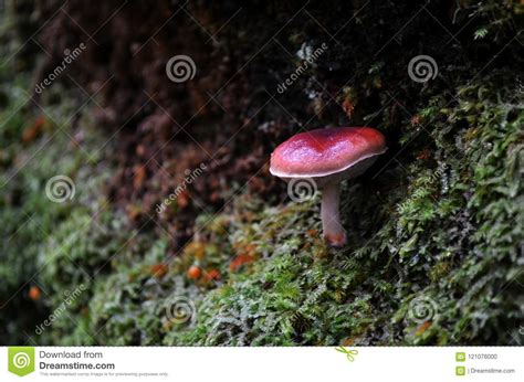 Single Wild Mushroom Stock Photo Image Of Damp Grow 121076000