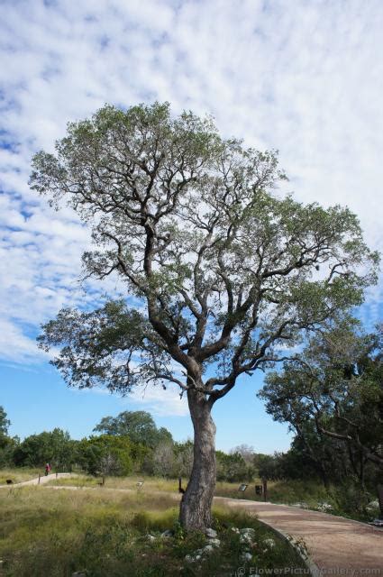 We are considering growing an oak tree, yes i know it's a long time, we are in zone 3, we have the soil and the space, but it's still the front yard. Tall oak tree at Lady Bird Johnson Wildflower Center.jpg ...