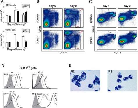 TNF INOS Producing Dendritic Cells Mediate Innate Immune Defense