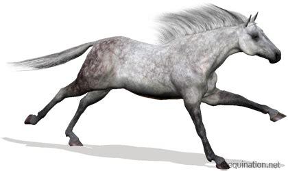 All virtual games providers on uk bookmaker sites are licensed by the uk gambling commission. Equination.net Virtual Horse Racing Game