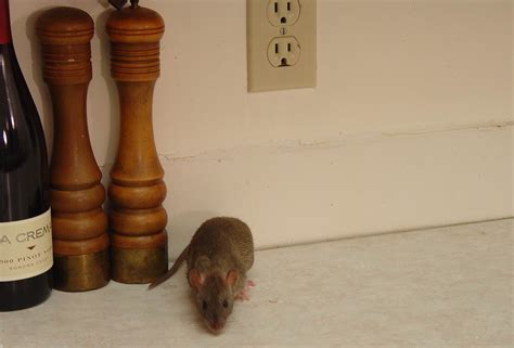 Rats In The Kitchen Mice Infestation Pest Control Mouse Rat