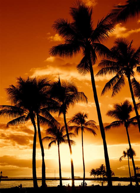 Tropical Horizon Hawaiian Sunset Hawaii Photo Beach Scene View Picture